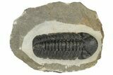 Prone Austerops Trilobite - Ofaten, Morocco #204300-4